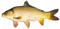 10 thuc pham giau vitamin d