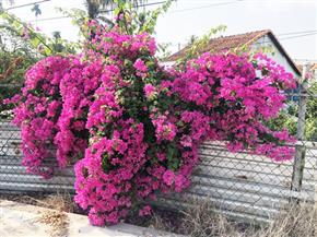 hoa giay