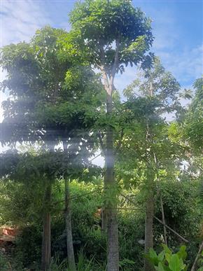 cay sala tha la