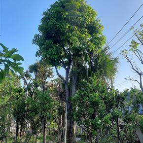 loc vung