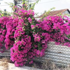 hoa giay