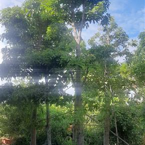 cay sala tha la